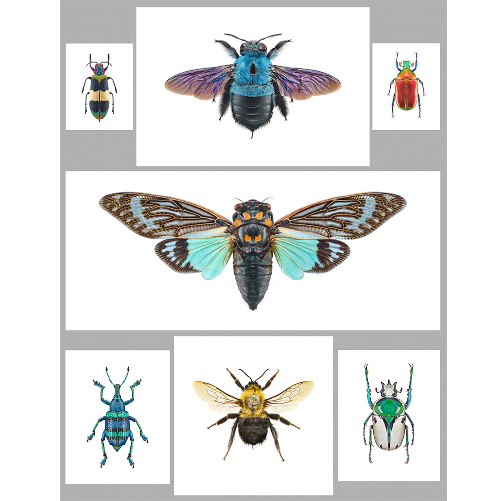 Insectes disposés en grille.
