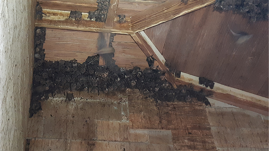 Fruit-eating bats roosting in an abandoned house