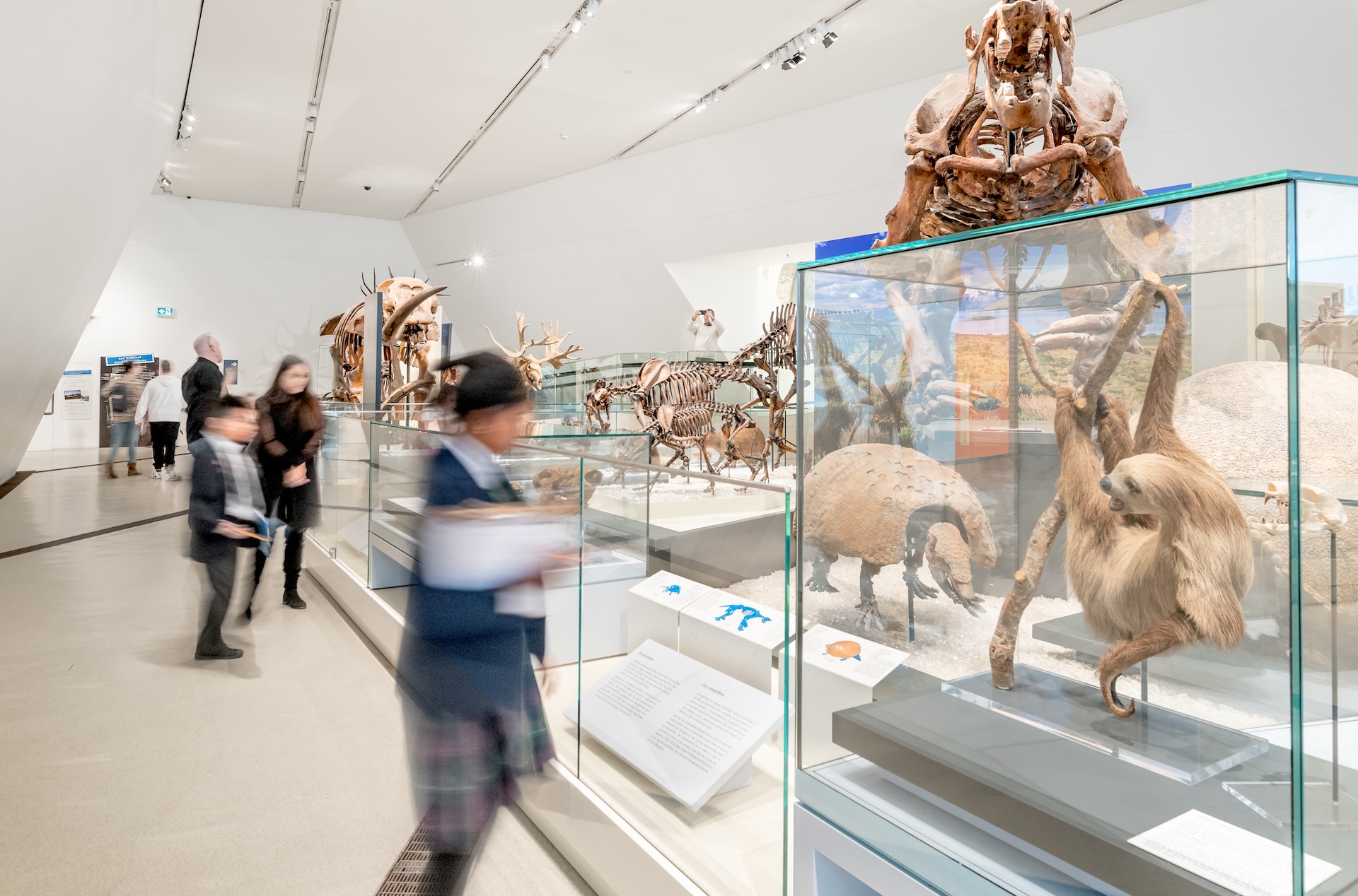 Exhibit display cases with animal skulls and fossils in a museum gallery with blurred visitors walking by.