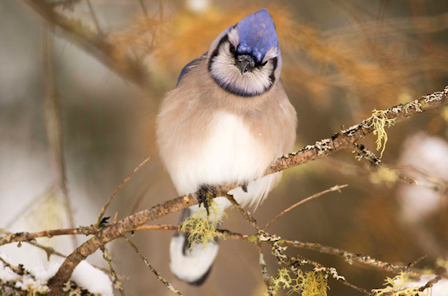 Geai bleu en hiver
