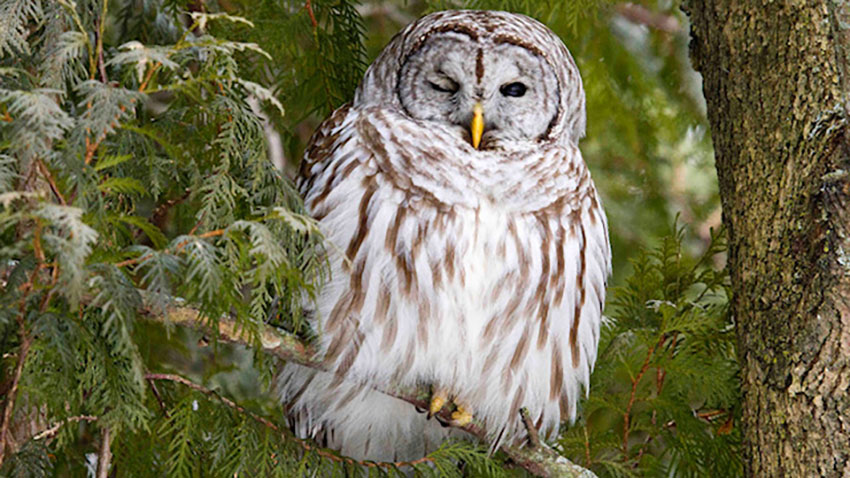 Chouette dans un arbre.