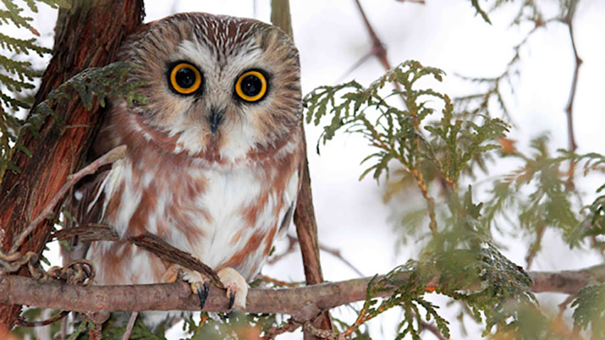 Chouette dans un arbre.