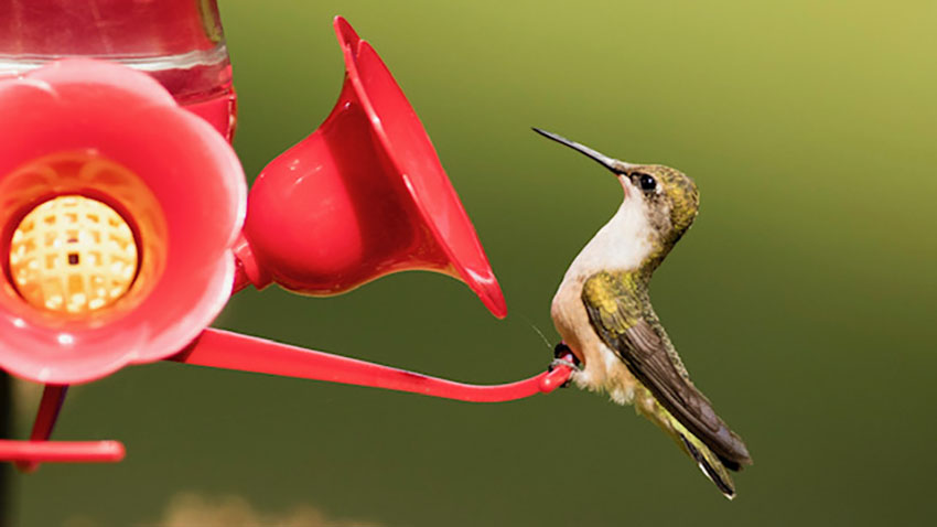 Mangeoire à oiseaux avec alimentation pour colibris