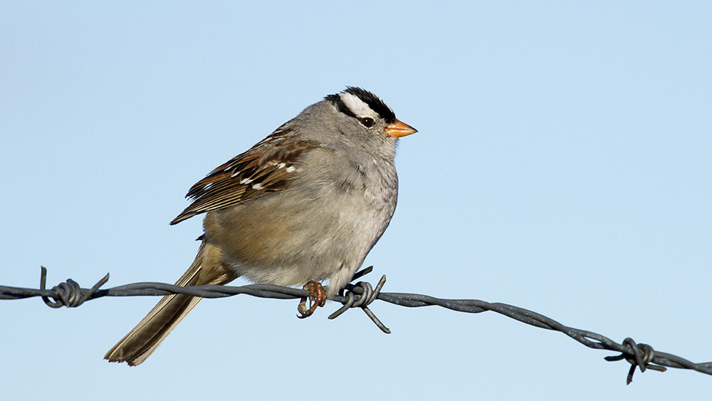 Oiseau sur un fil.