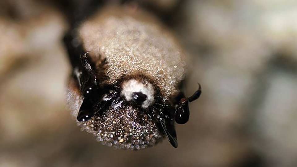 Close-up of the head and upper body of a moth with furry textures and white eye spots.