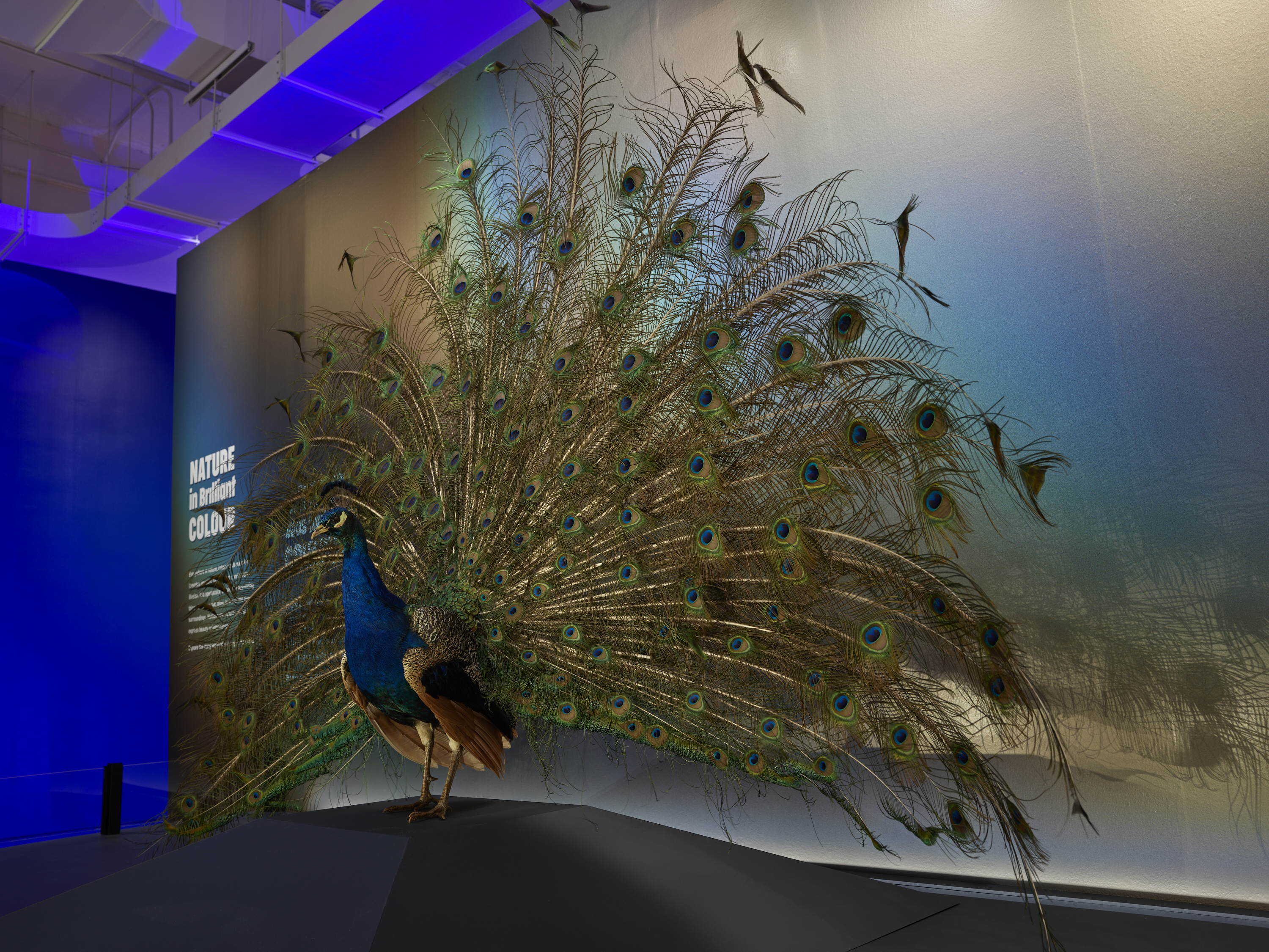 A peacock with its tail fully fanned out stands on a dark platform against a plain wall with the words “ROM Peacock” in white text.