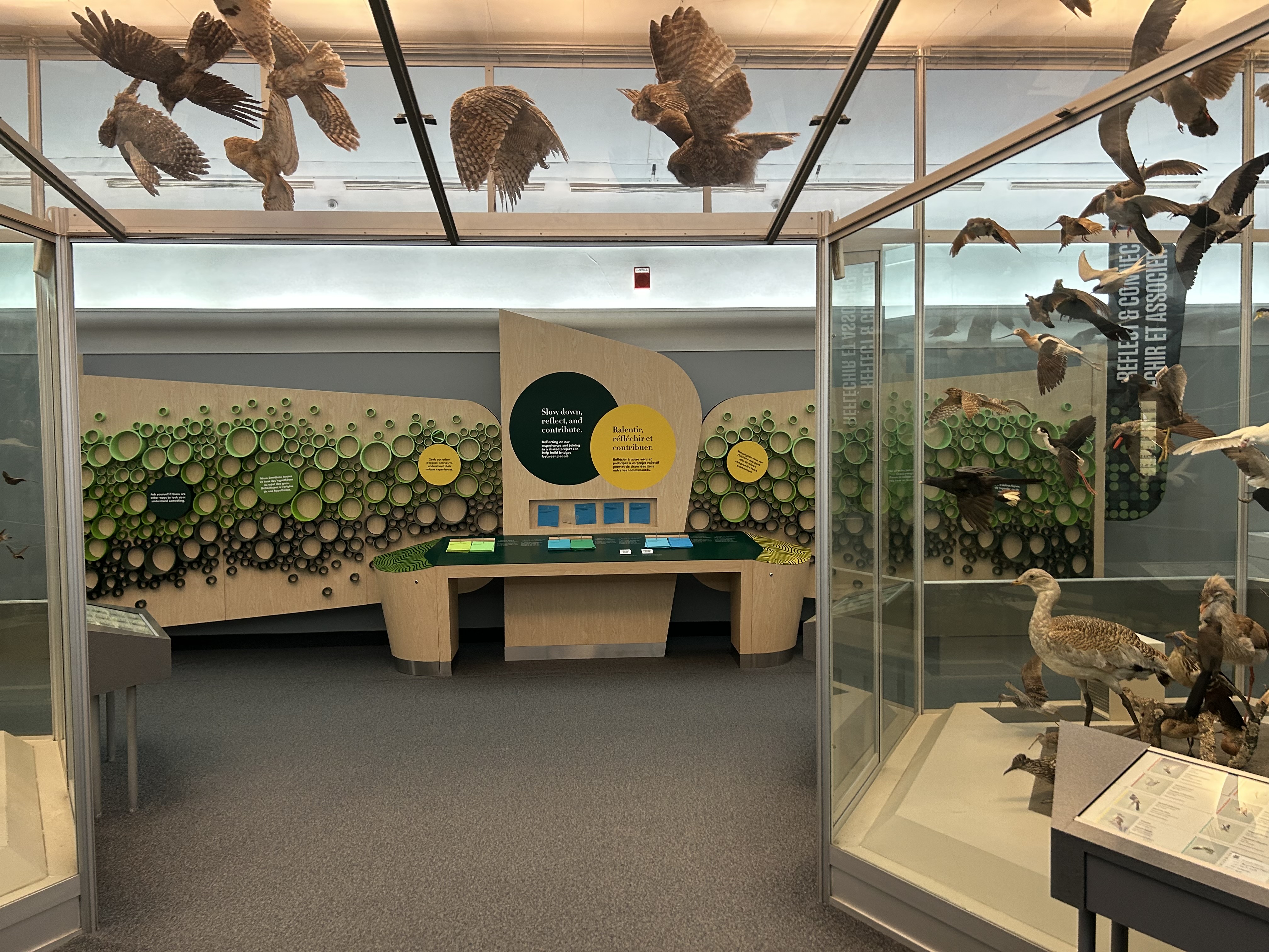 Panneau présentant un diagramme à secteurs intitulé "Plus que des pollinisateurs" et des faits sur les abeilles à côté de vitrines contenant des squelettes d'oiseaux dans une exposition de musée.