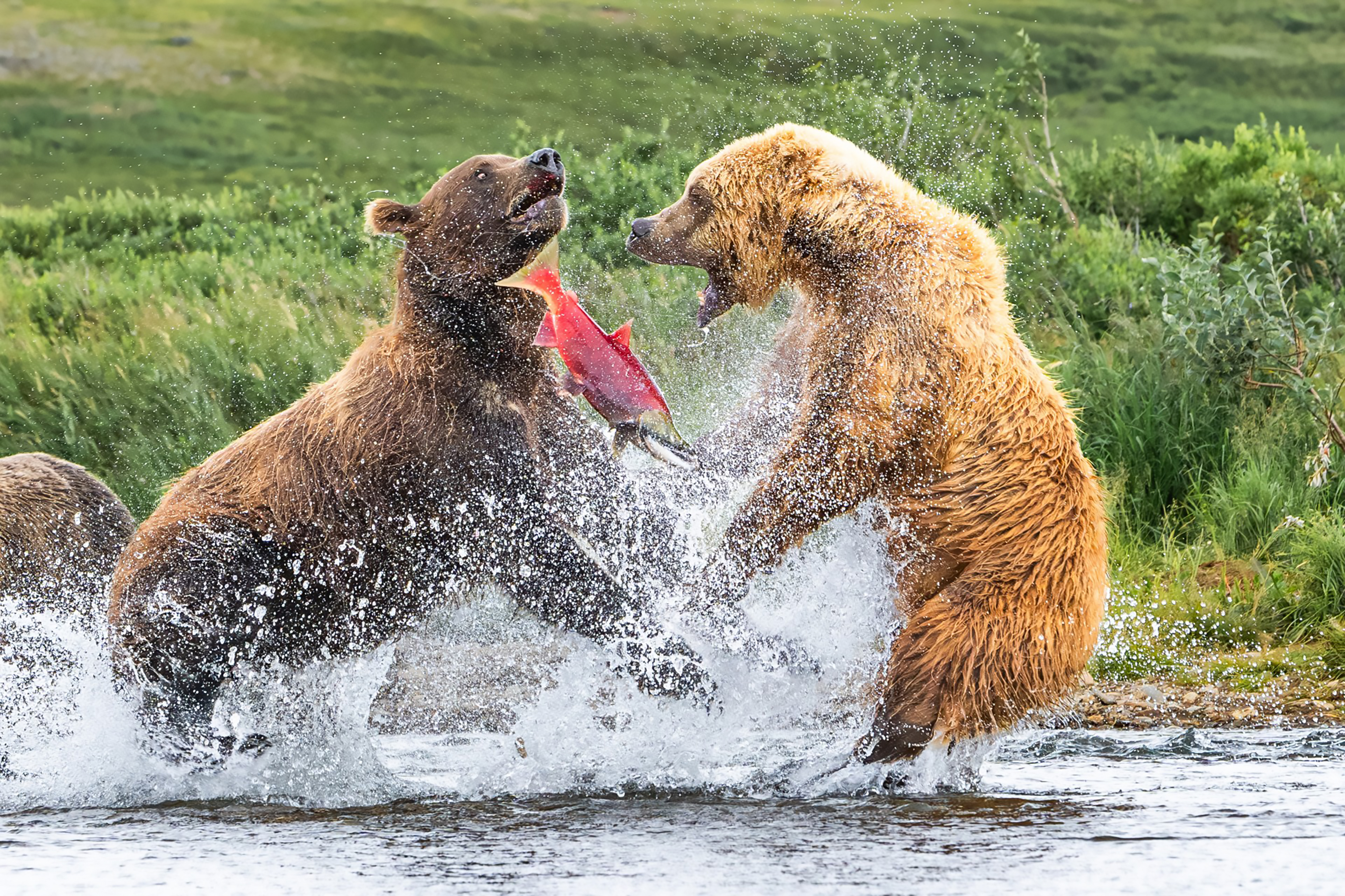 Two bears fight over a salmon