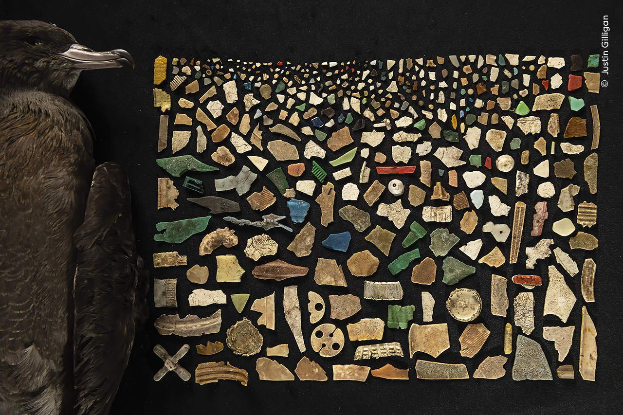 Justin Gilligan creates a mosaic from 403 pieces of plastic found inside a dead shearwater, highlighting the deadly impact of plastic pollution on Lord Howe Island’s birds.