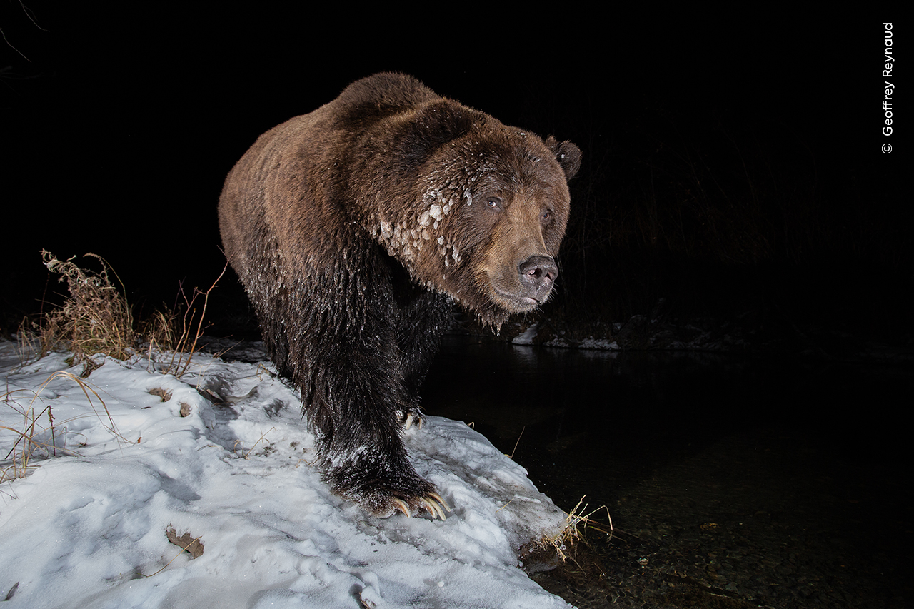 A grizzly bear with frozen fur searches for salmon in the icy waters of Yukon, captured at night by Geoffrey Reynaud using a camera trap.