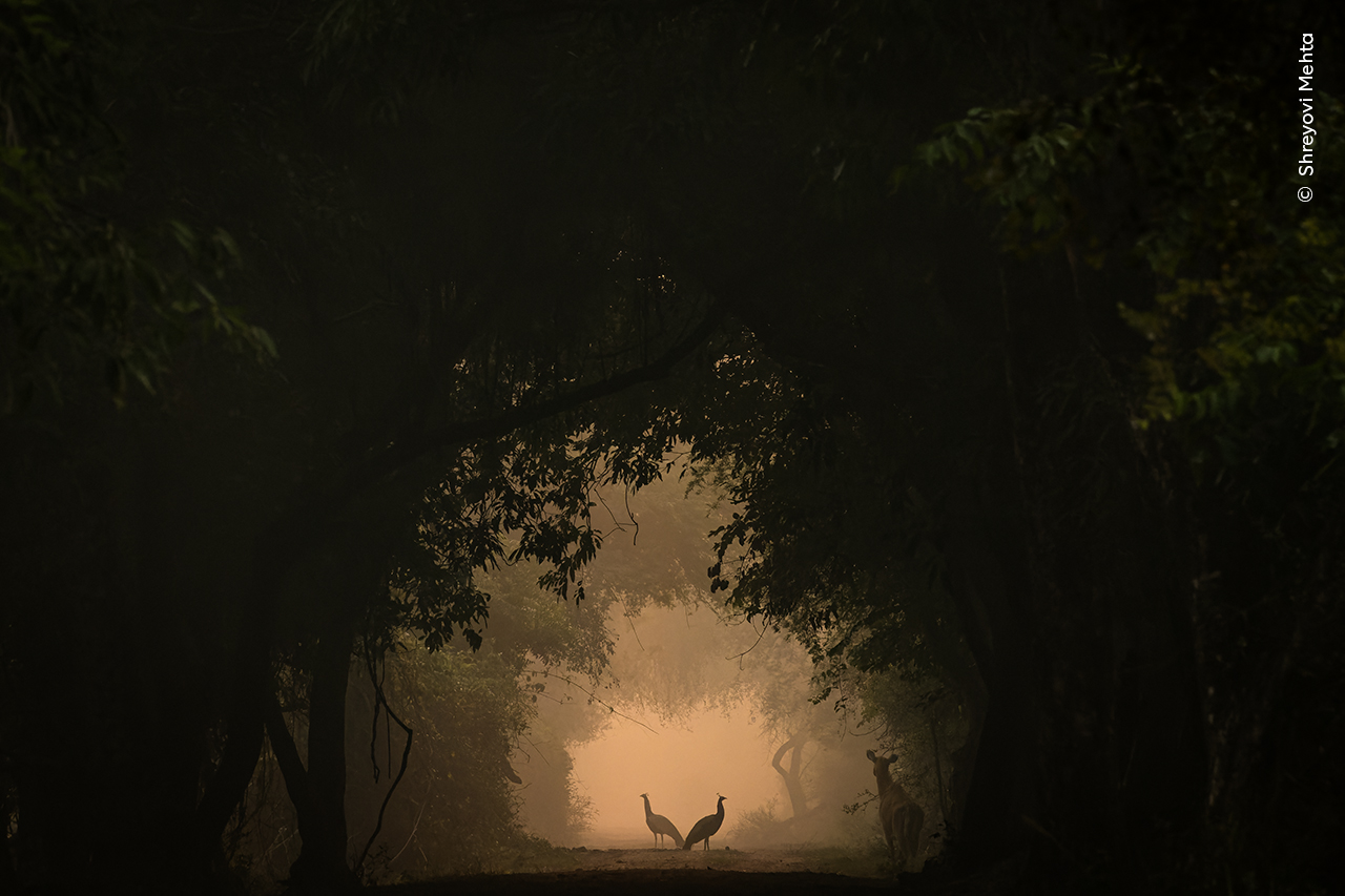 Two Indian peafowl stand beautifully in the forest at Keoladeo National Park, captured from a low angle by young photographer Shreyovi Mehta.