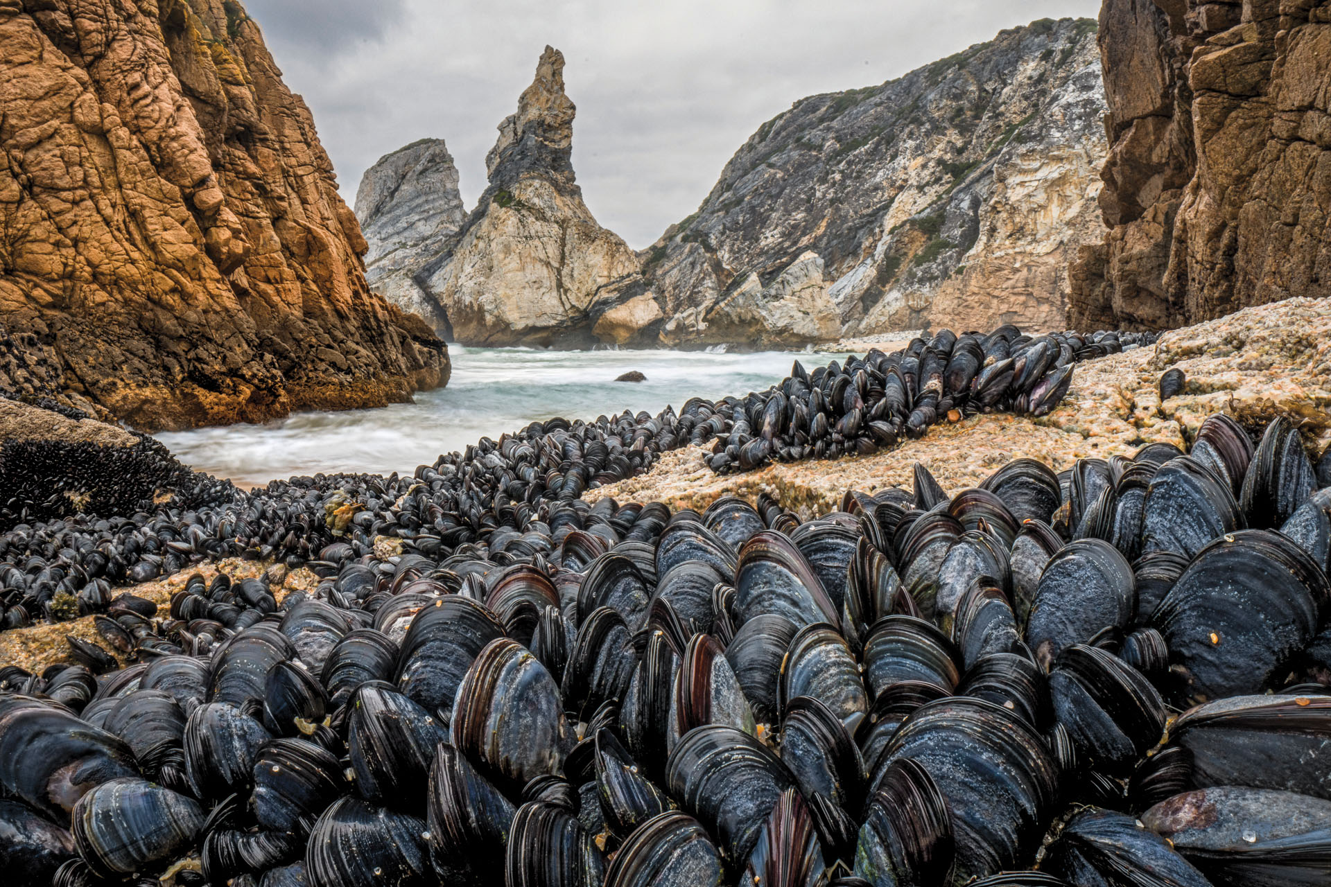 Gathering of mussels in Praia da Ursa, Sintra, Portugal