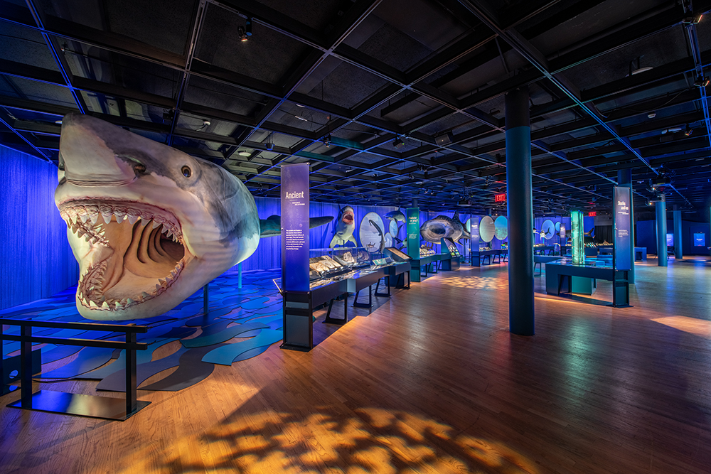 Modèle de mégalodon dans l'exposition sur les requins