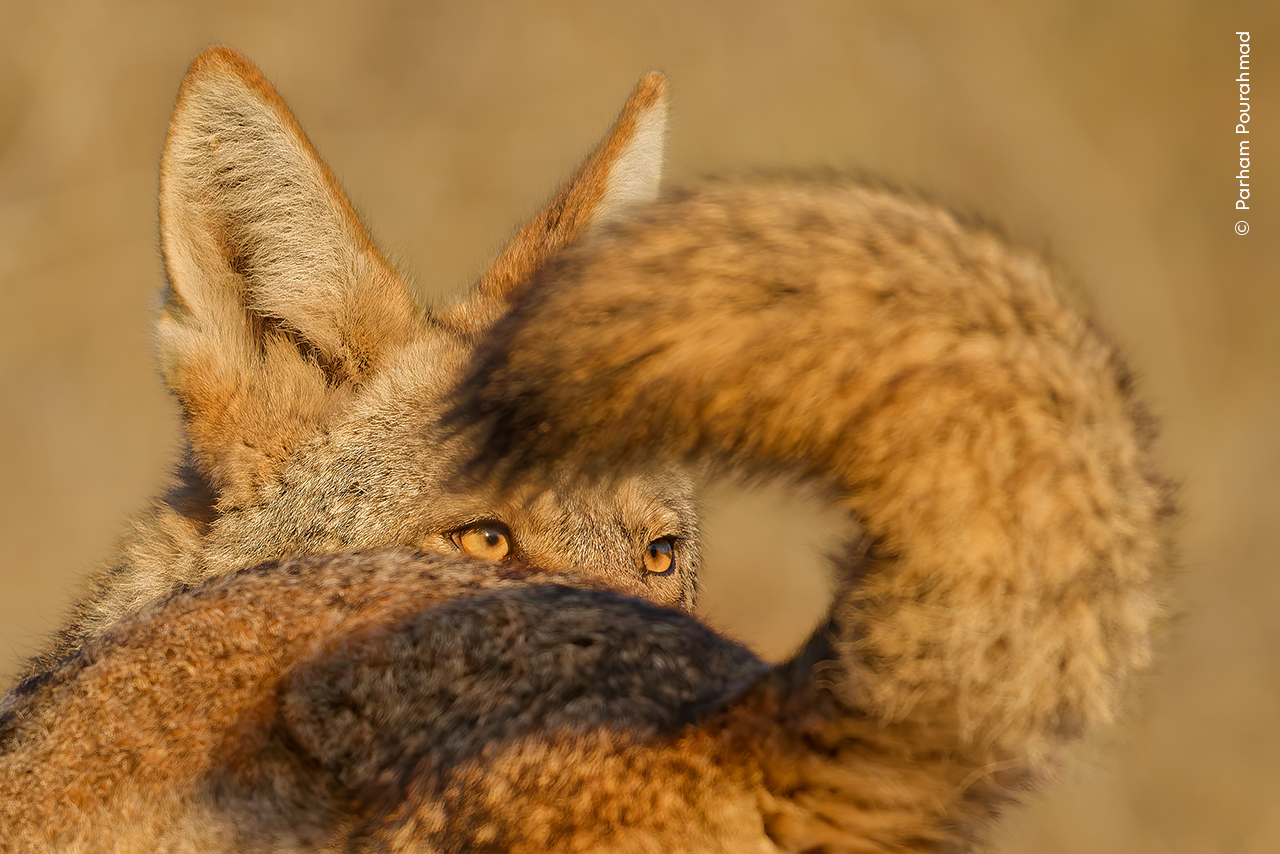 Sunlit close up of face and raised tale of a California Valley Coyote looking over its shoulder.