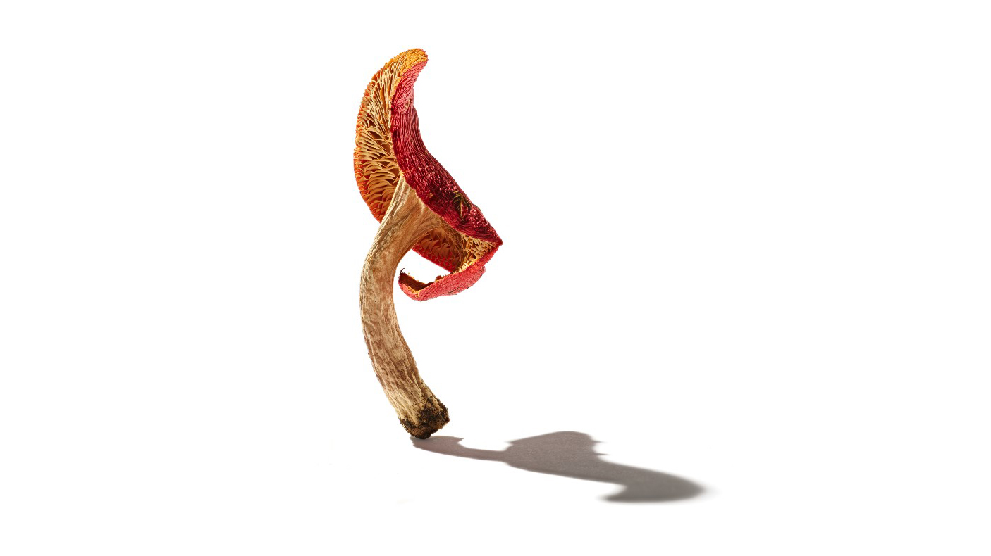 Profile of a red-capped mushroom and stalk and shadow on a white background.