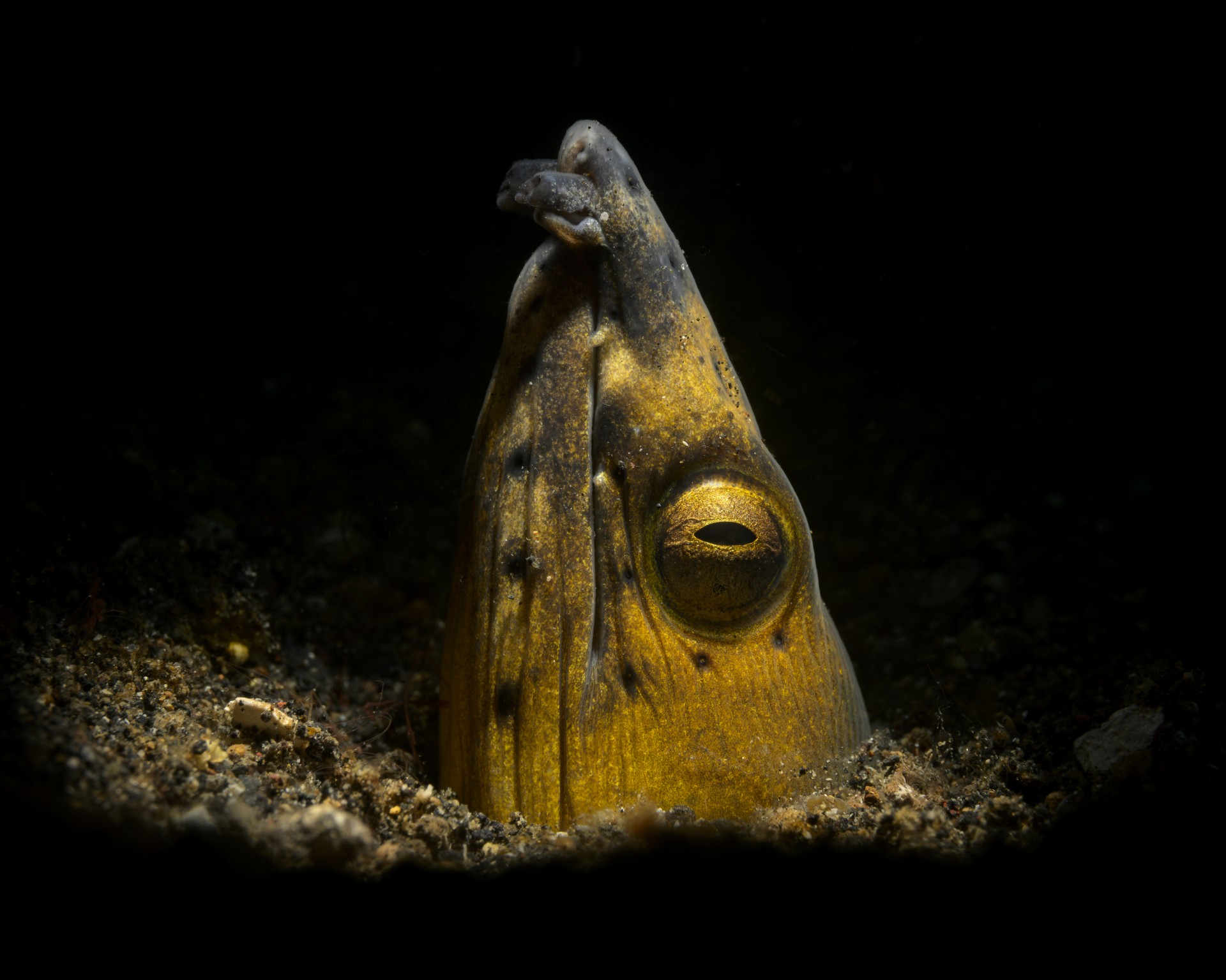 An eel pops it heads out of the dark water