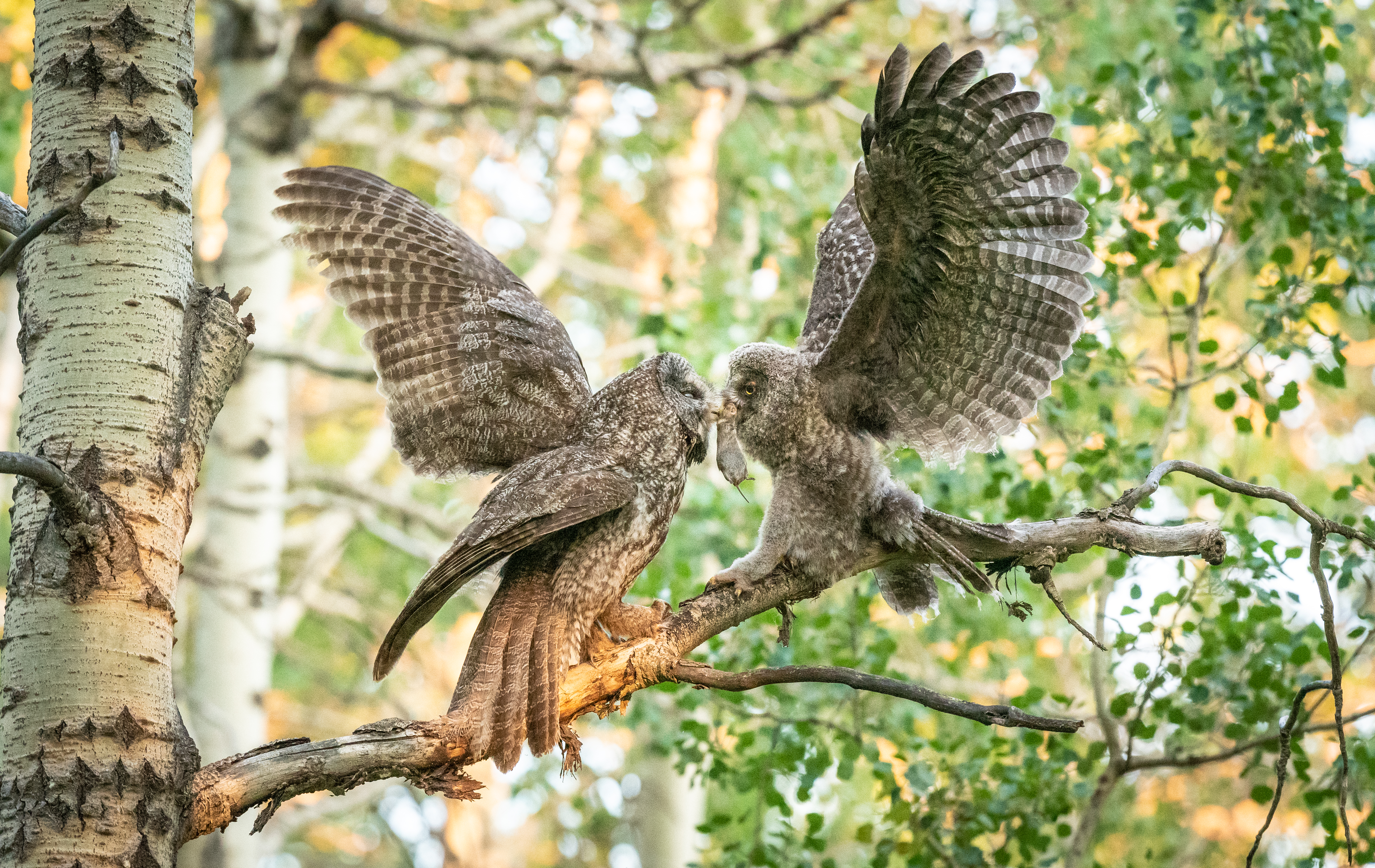 Two owls with wings spread wide feeding on a mouse