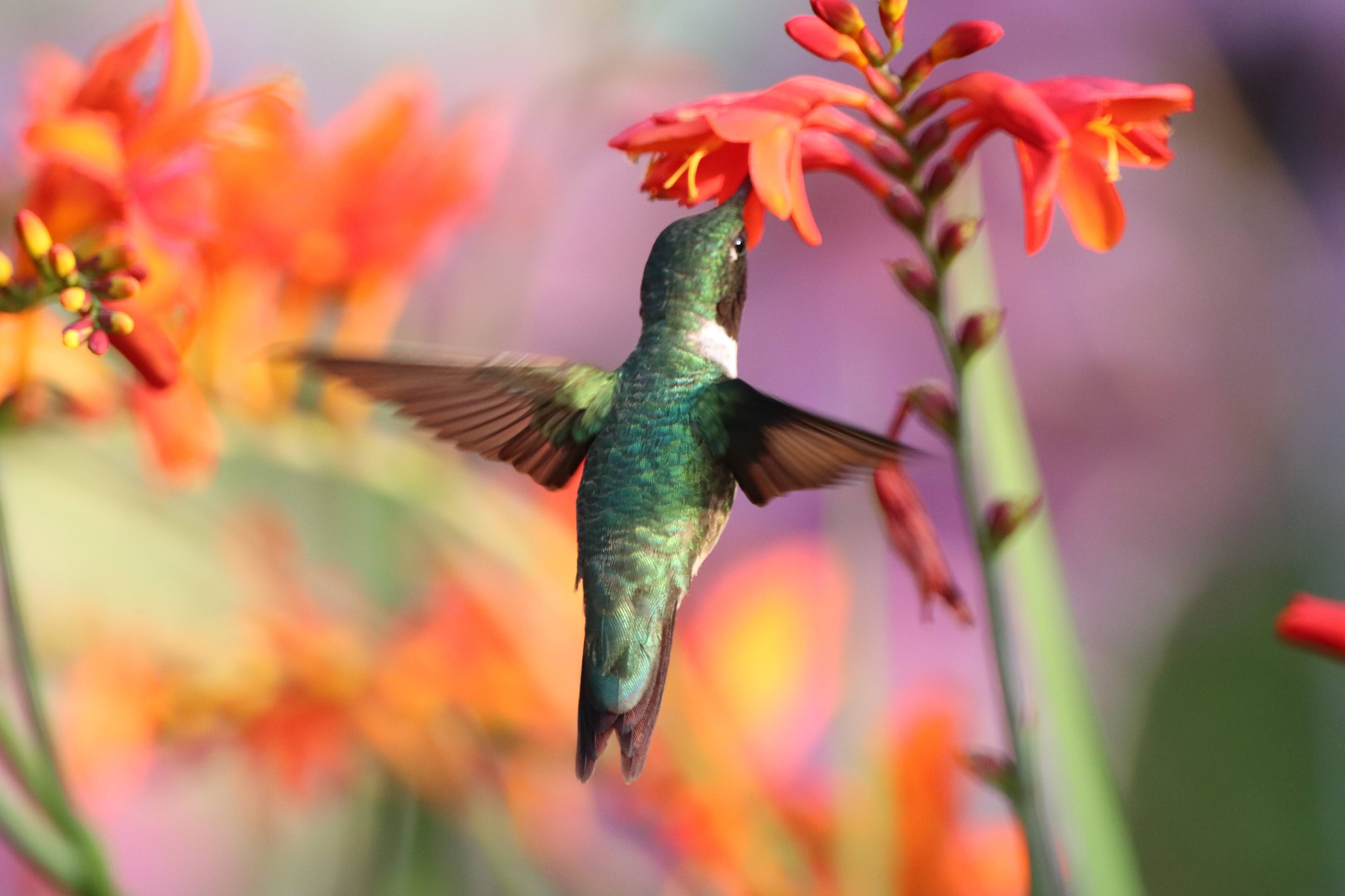 Hummingbird mid air in front of a flower