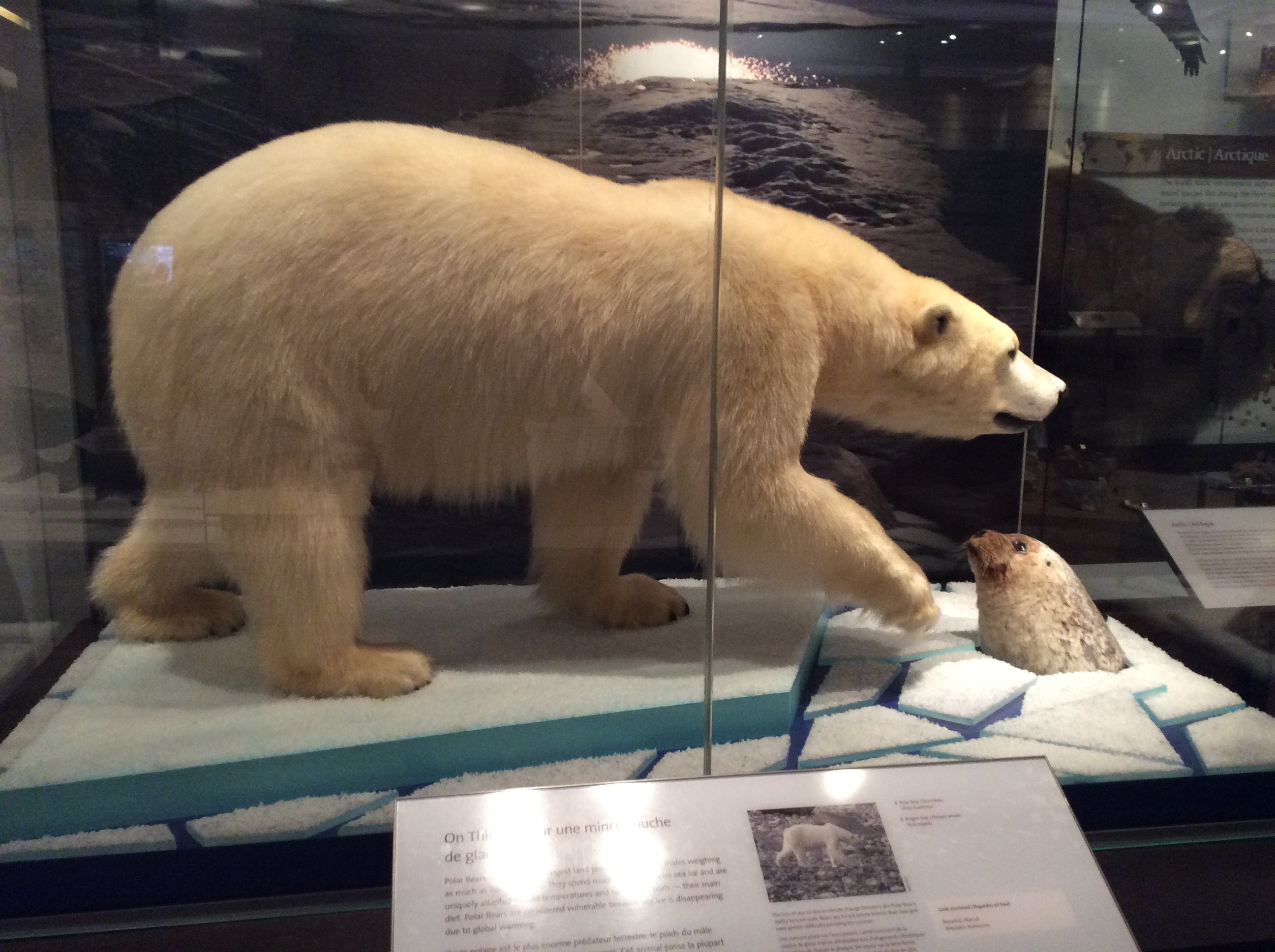Vitrine d'un musée montrant un ours polaire debout sur la glace à côté d'un trou par lequel un phoque passe la tête.