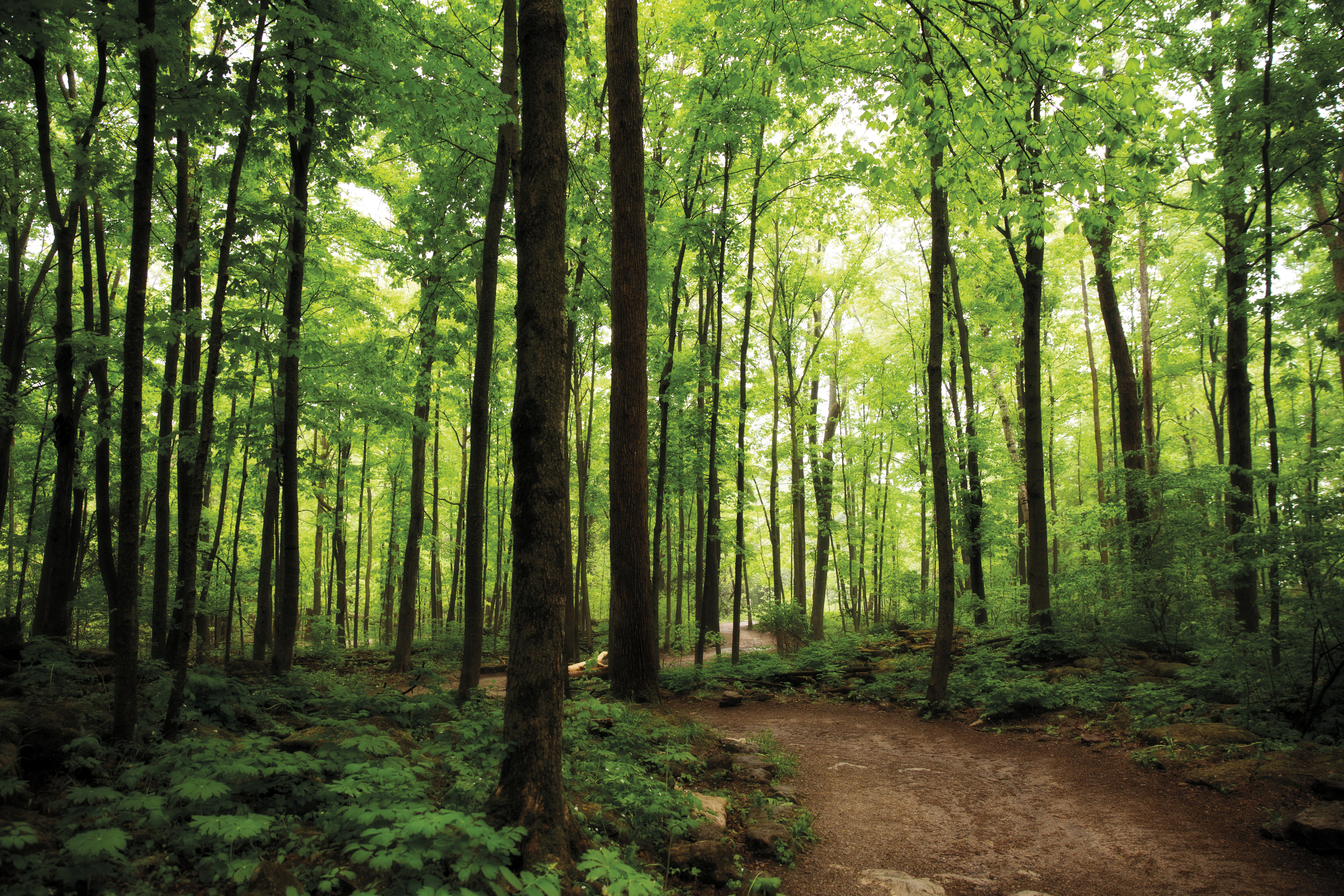 Woods around Crawford Lake 