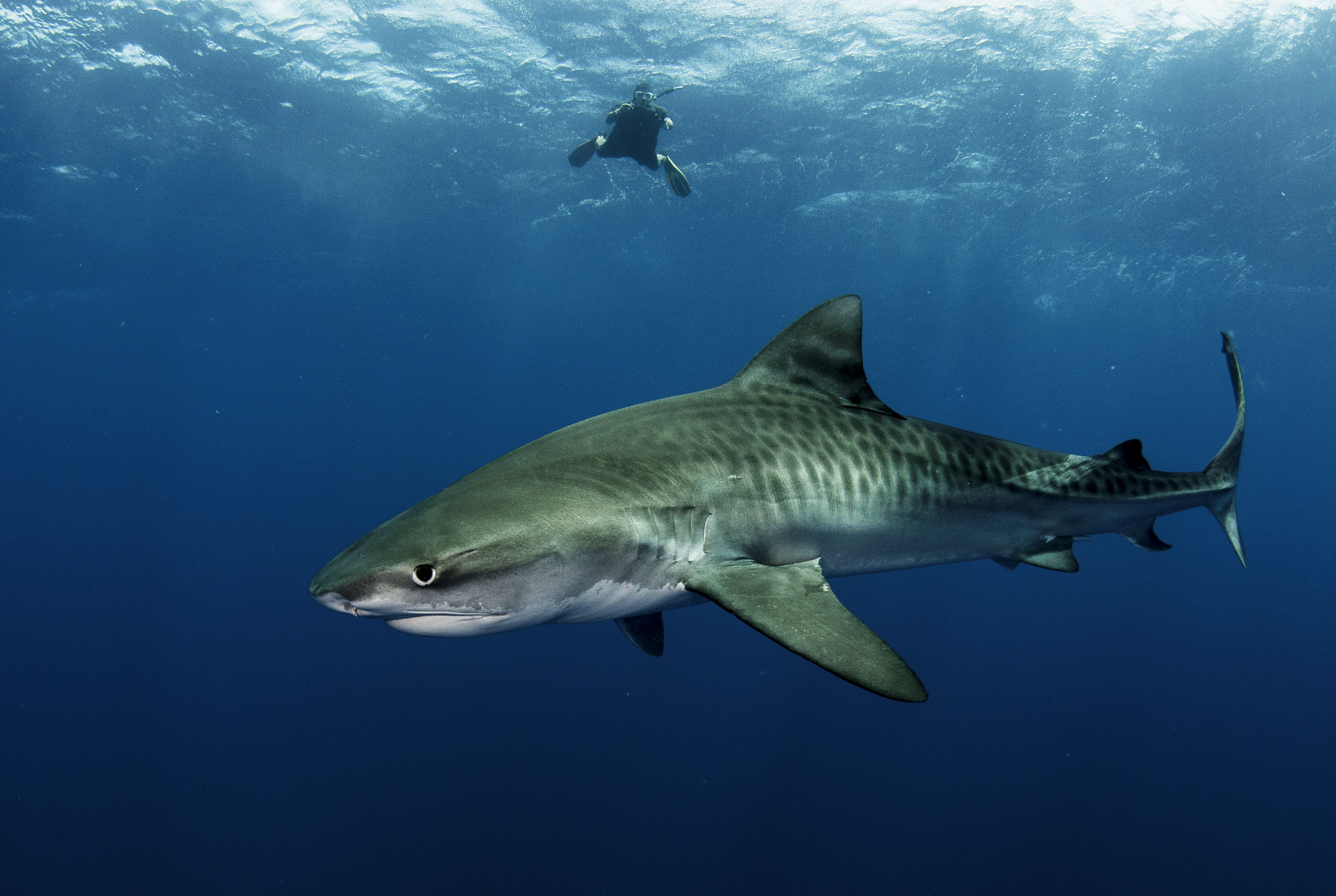 Un grand requin nage près de la surface de l'eau. Un plongeur nage à l'arrière-plan.