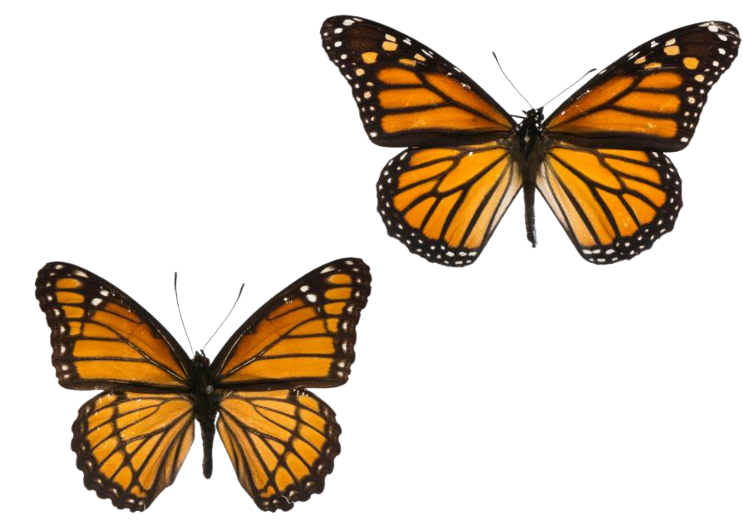 Two orange and black Monarch butterflies with wings spread.