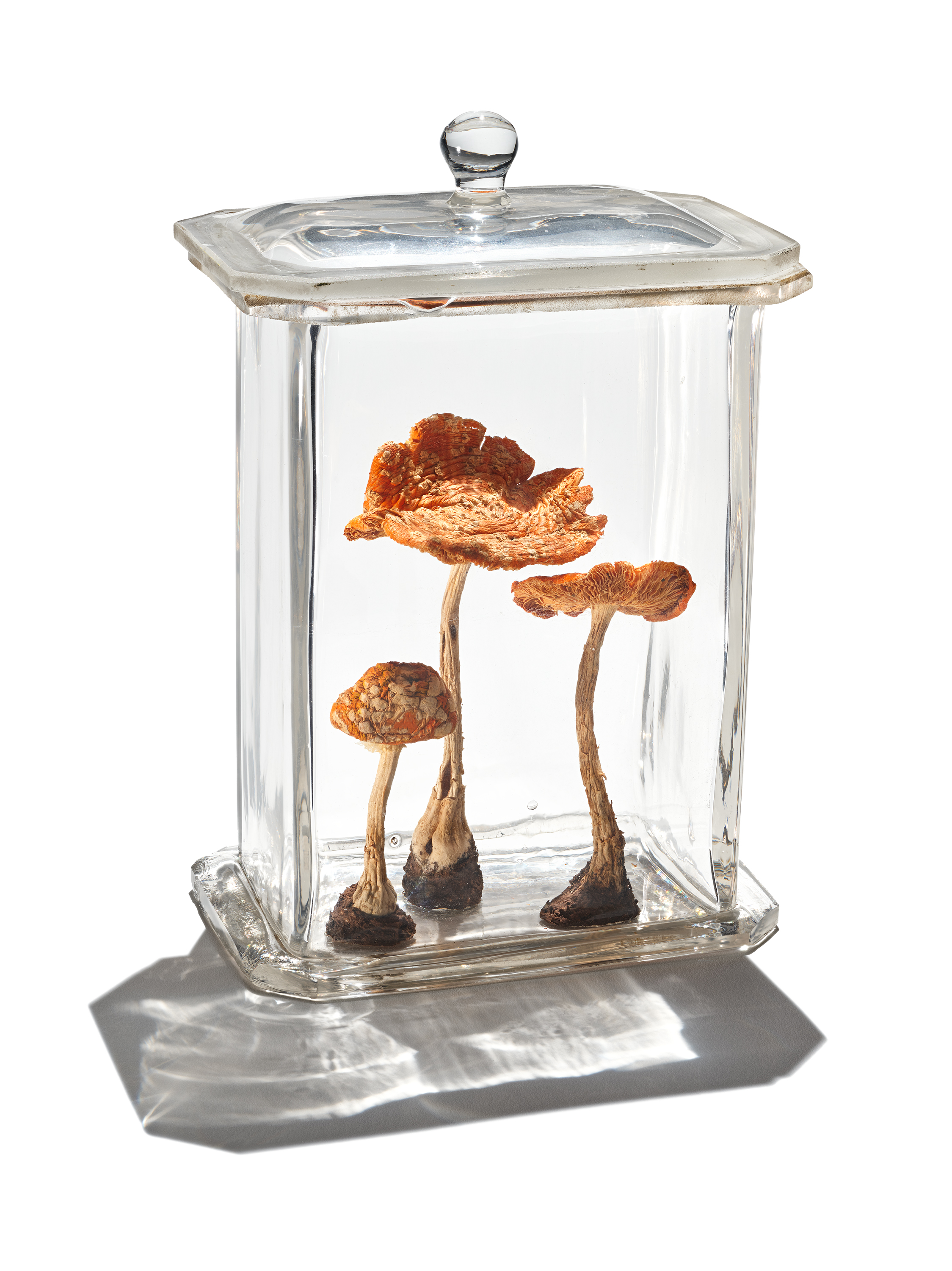 Four dried mushrooms displayed upright inside a clear rectangular glass jar with a glass lid.