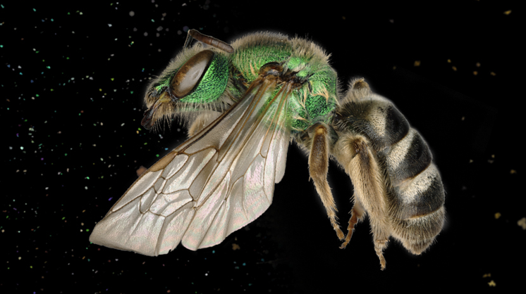 Lateral view of a small bee with a bright green head and thorax and a black and white striped abdomen