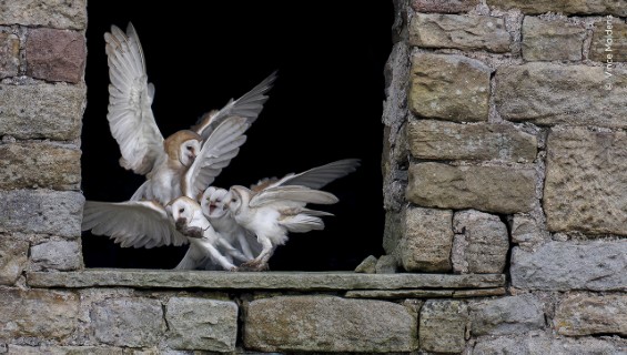 Two white owls in mid-flight near a stone wall with a square window opening.