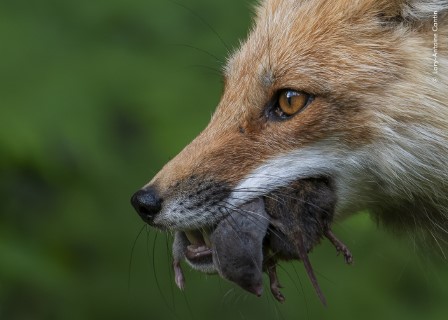 A close-up of a red fox holding a small rodent in its mouth against a blurred green background.