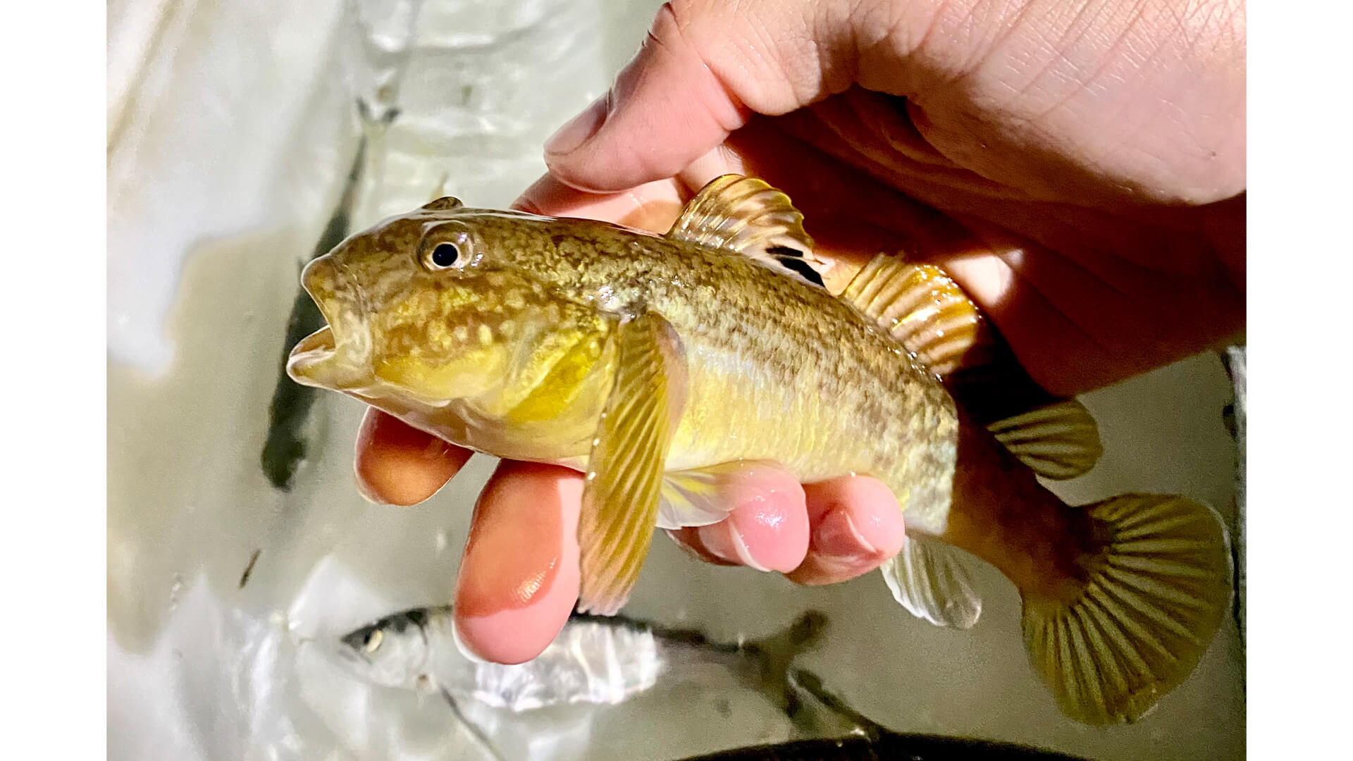 Round goby