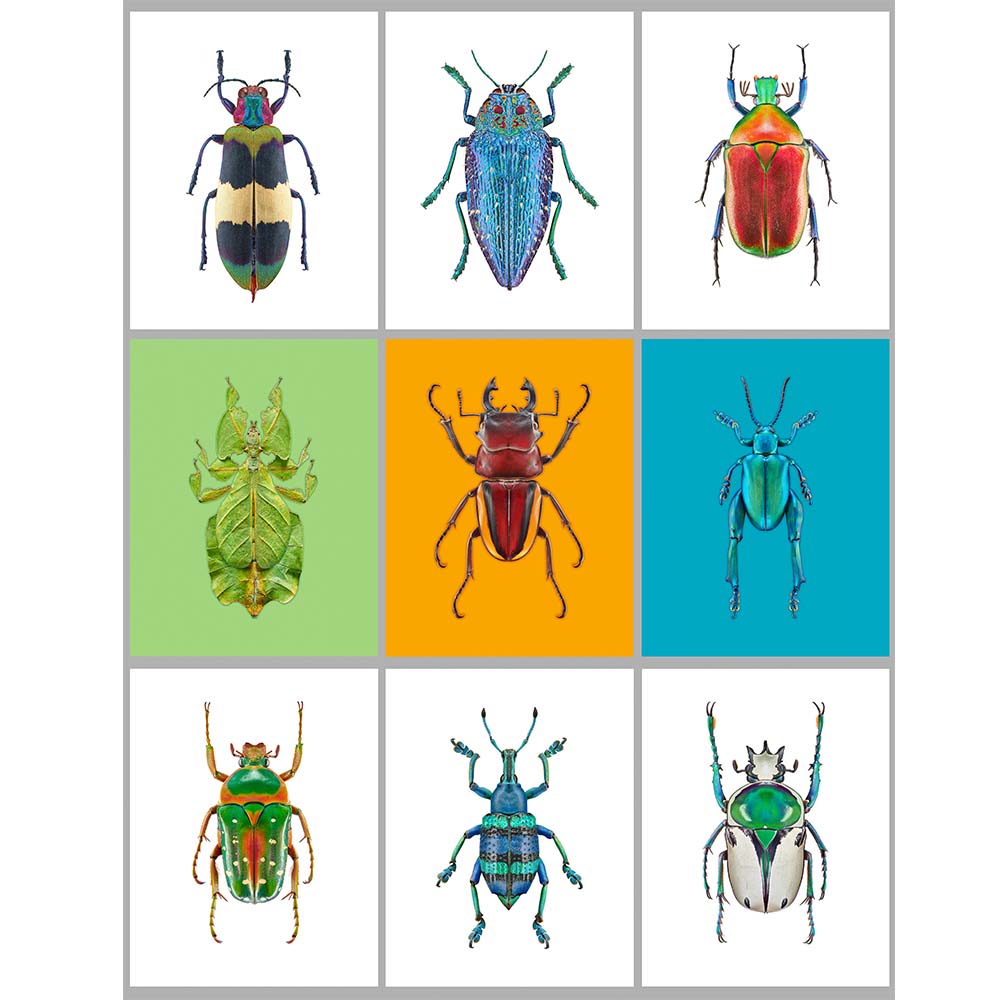 Insectes disposés en grille.