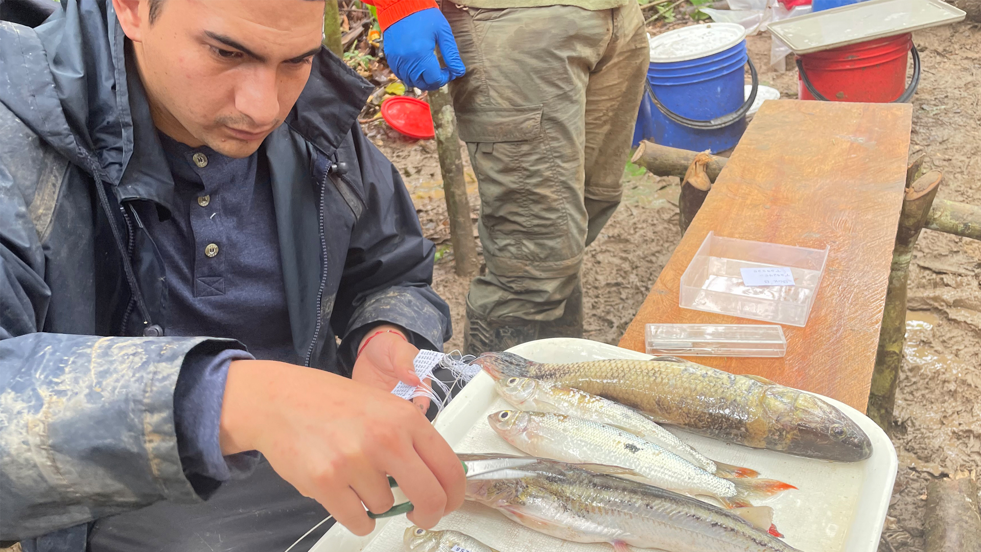 Man extracts tissue sample from a fish specimen.
