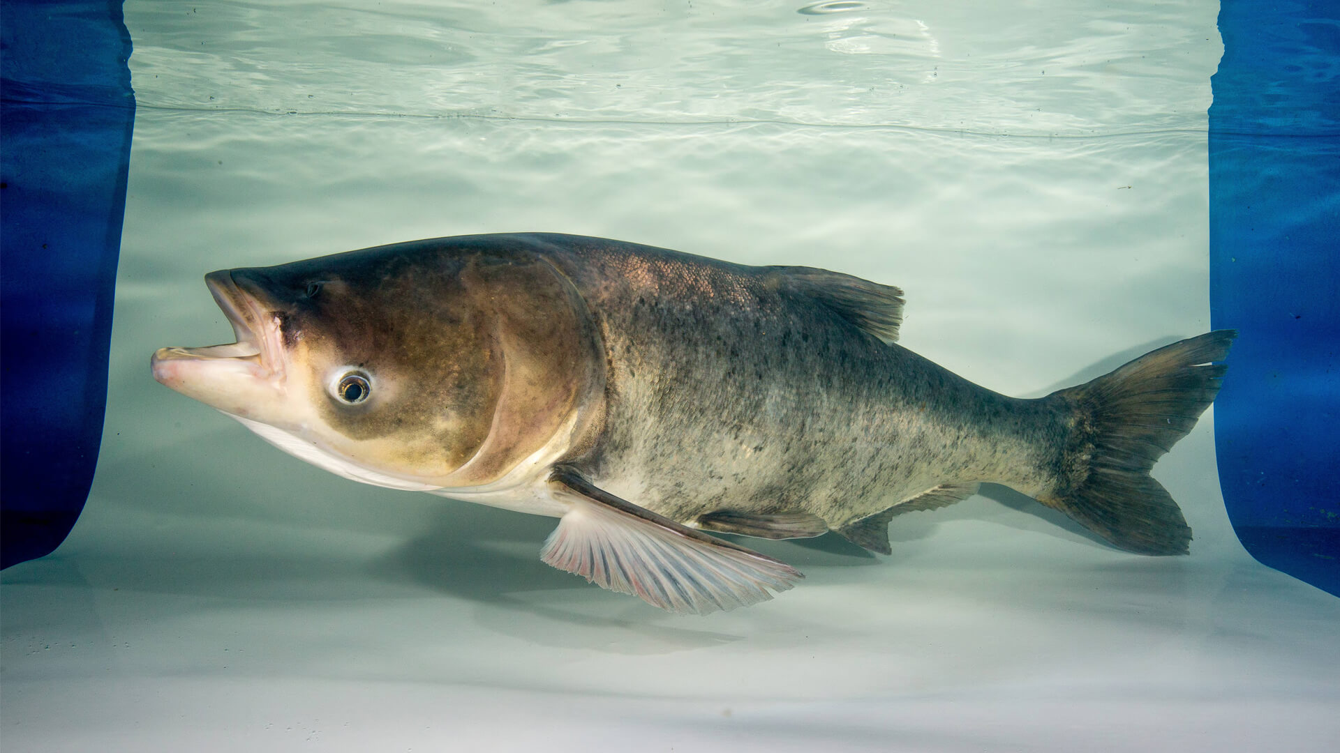 Adult bighead carp