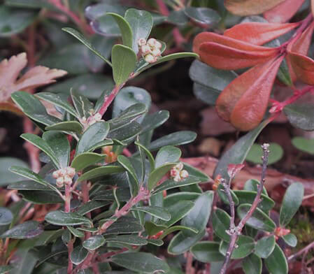 Feuilles vertes et rouges.