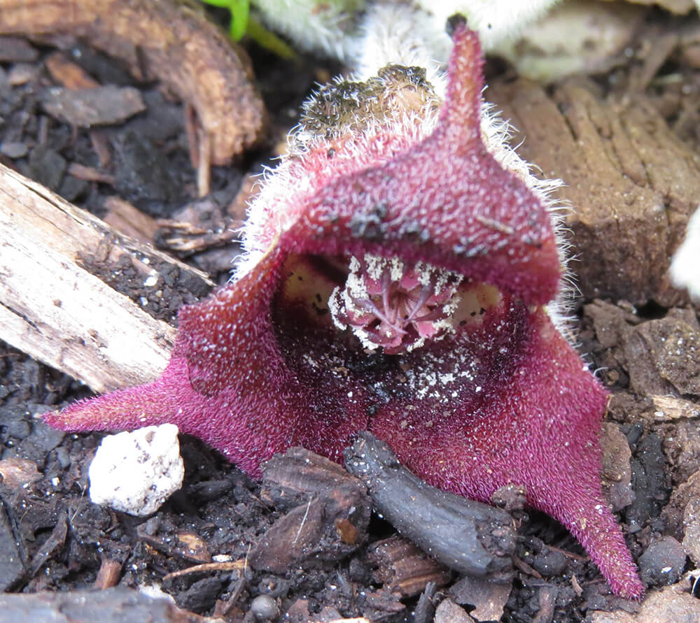 Fleur de bourgogne.