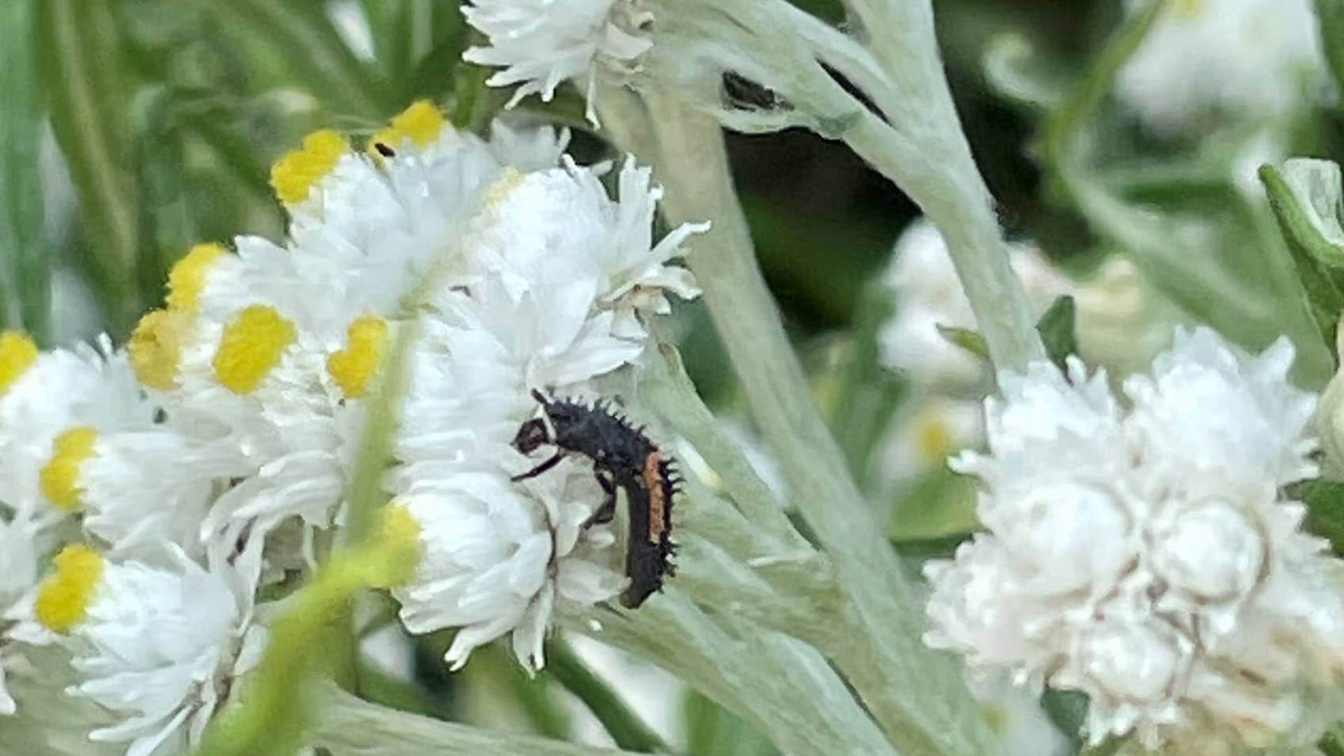 Asian ladybird beetle larva.