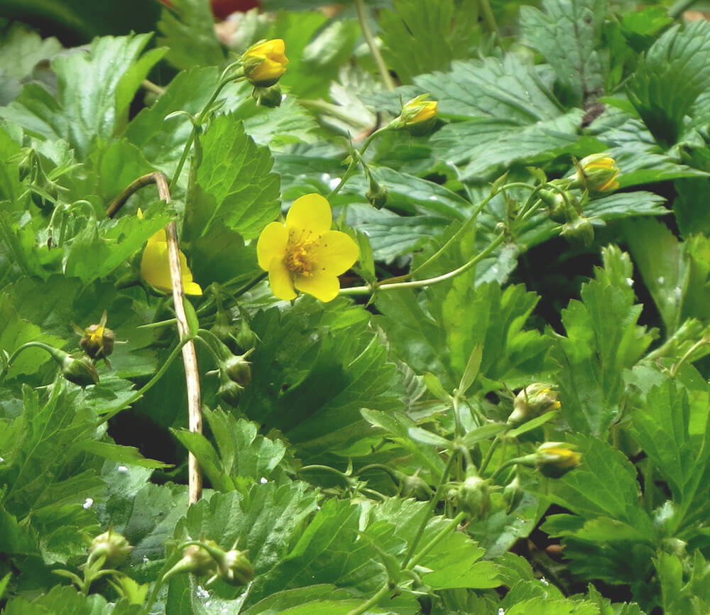 Feuilles vertes avec des boutons de fleurs et des fleurs jaunes.