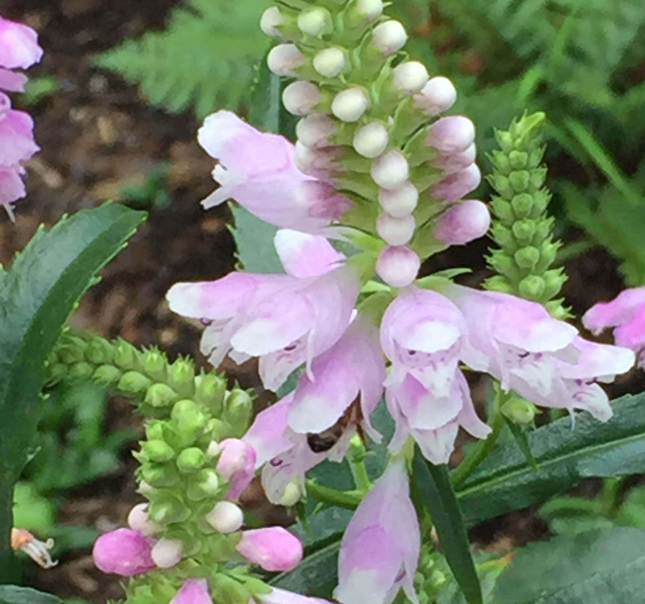 Abeille sur plante obéissante.