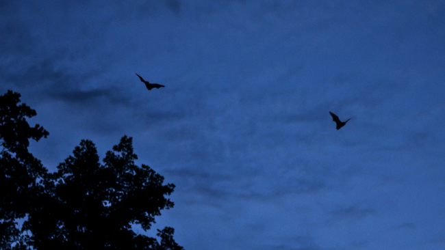 Deux petites chauves-souris brunes volent dans un ciel crépusculaire au-dessus du parc Rouge pendant le BioBlitz de l'Ontario 2012. Photo par Stacey Lee Kerr