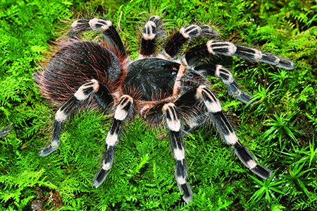 Tarentule brésilienne
