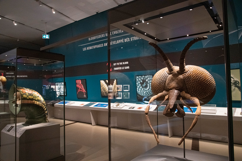 Deux grandes coquilles d'ammonite fossilisées présentées dans des vitrines de verre dans une exposition de musée faiblement éclairée.