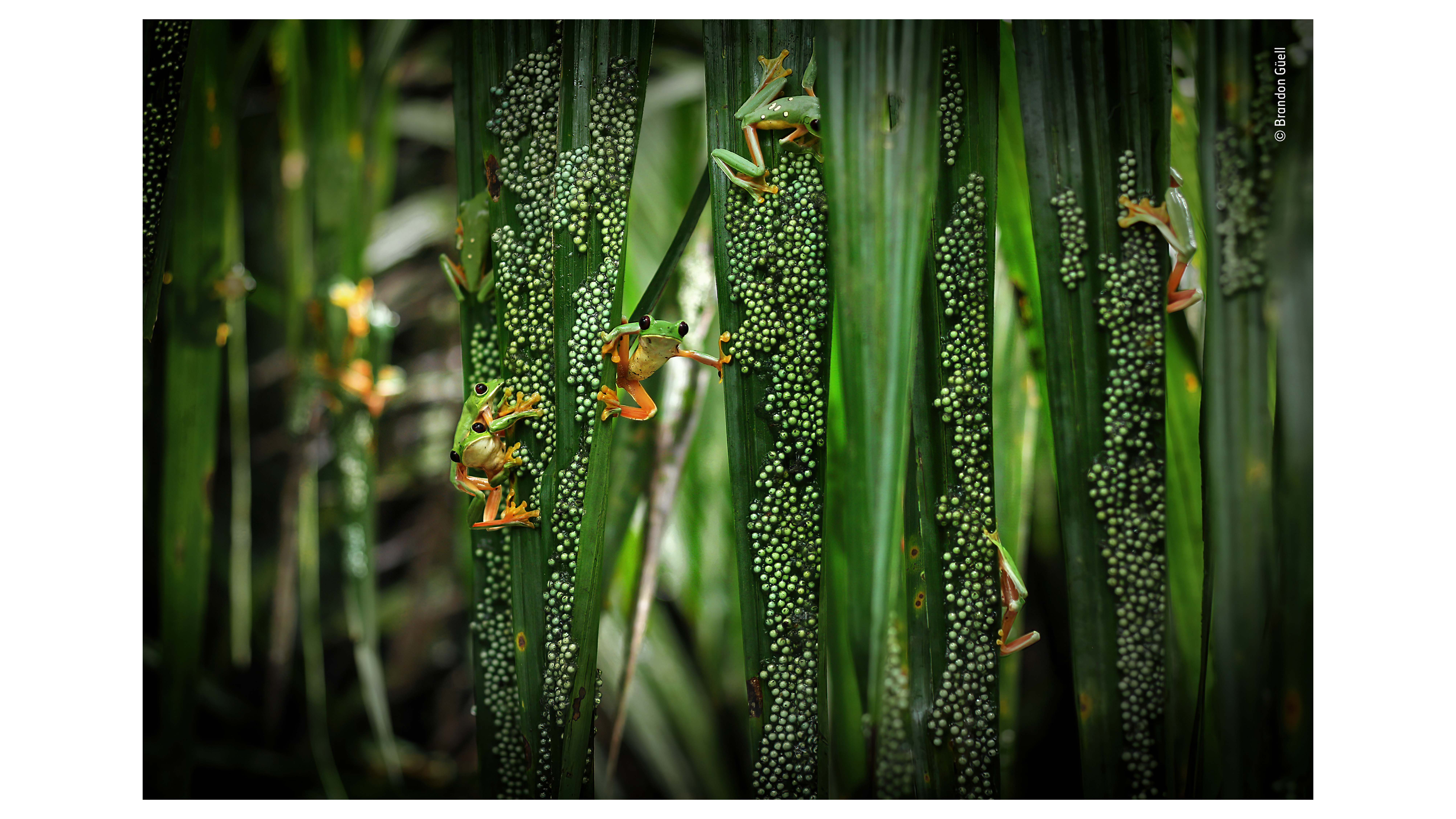 Treefrog pool party