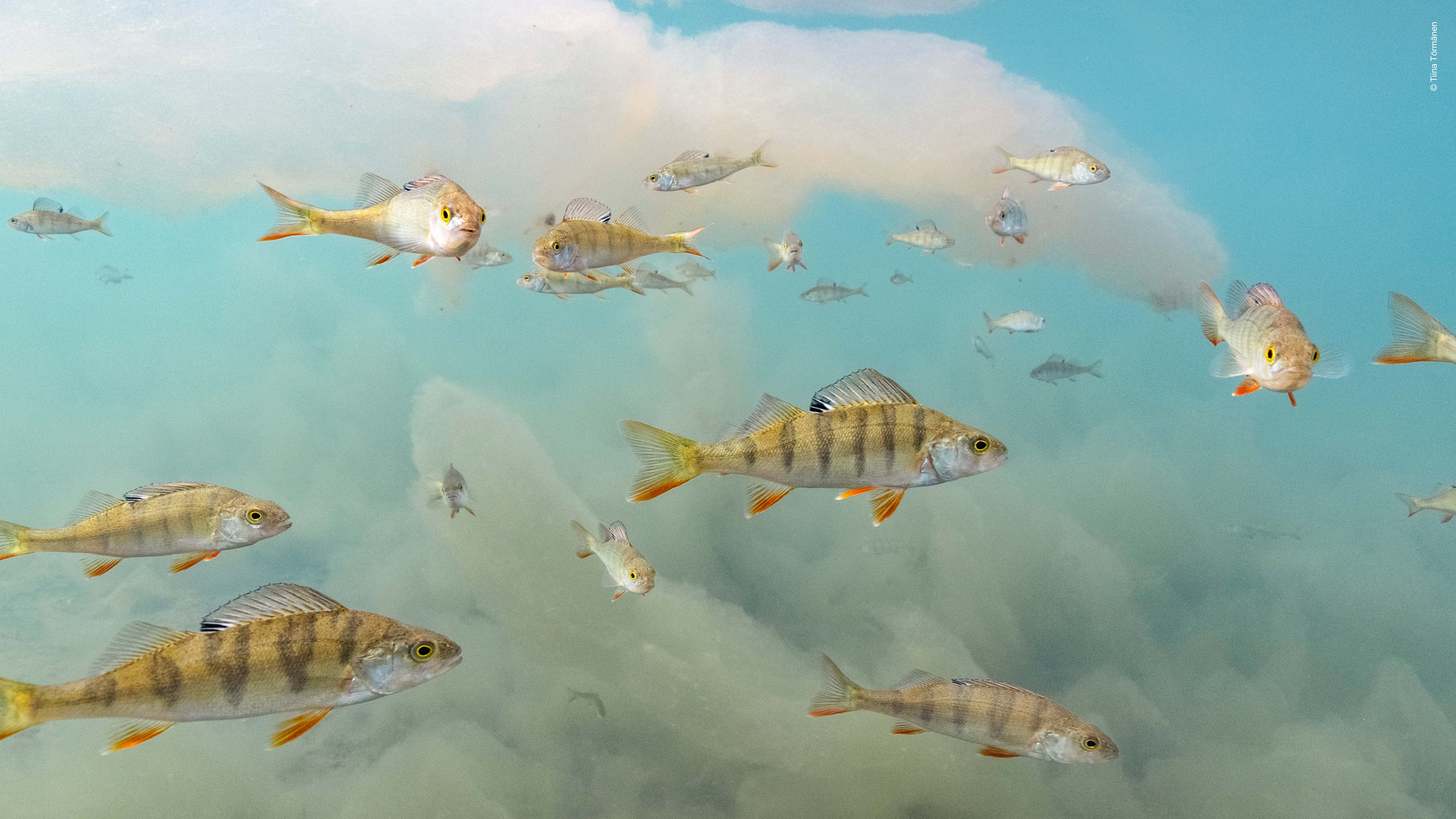 Underwater wonderland