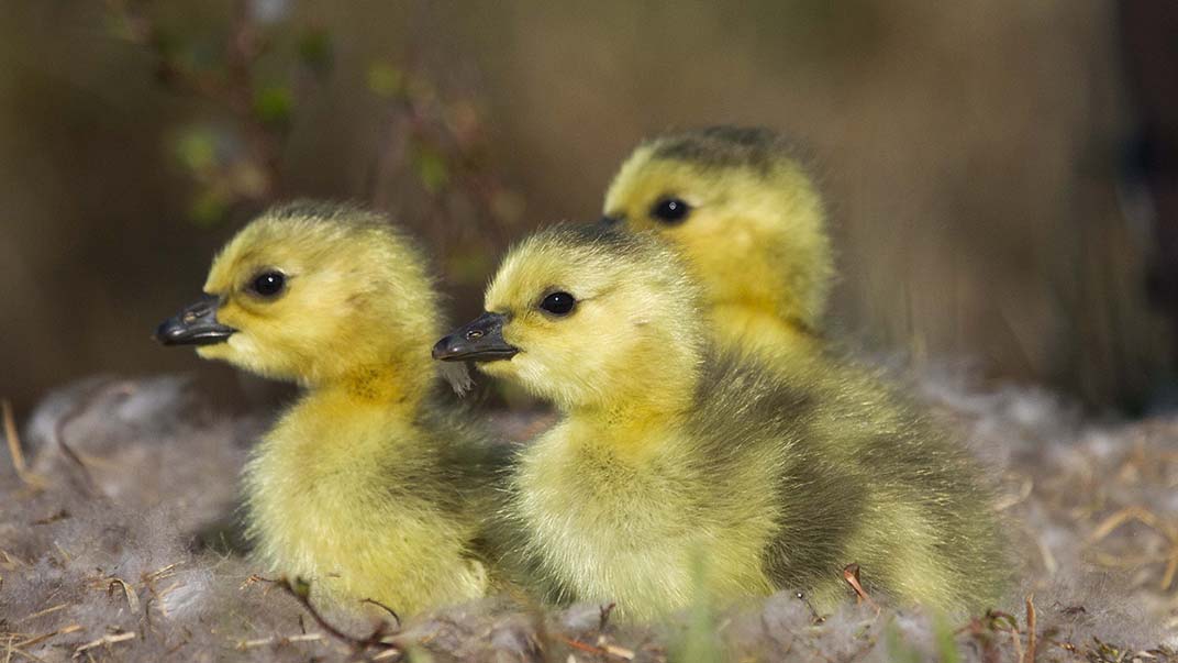 Poussins dans un nid.