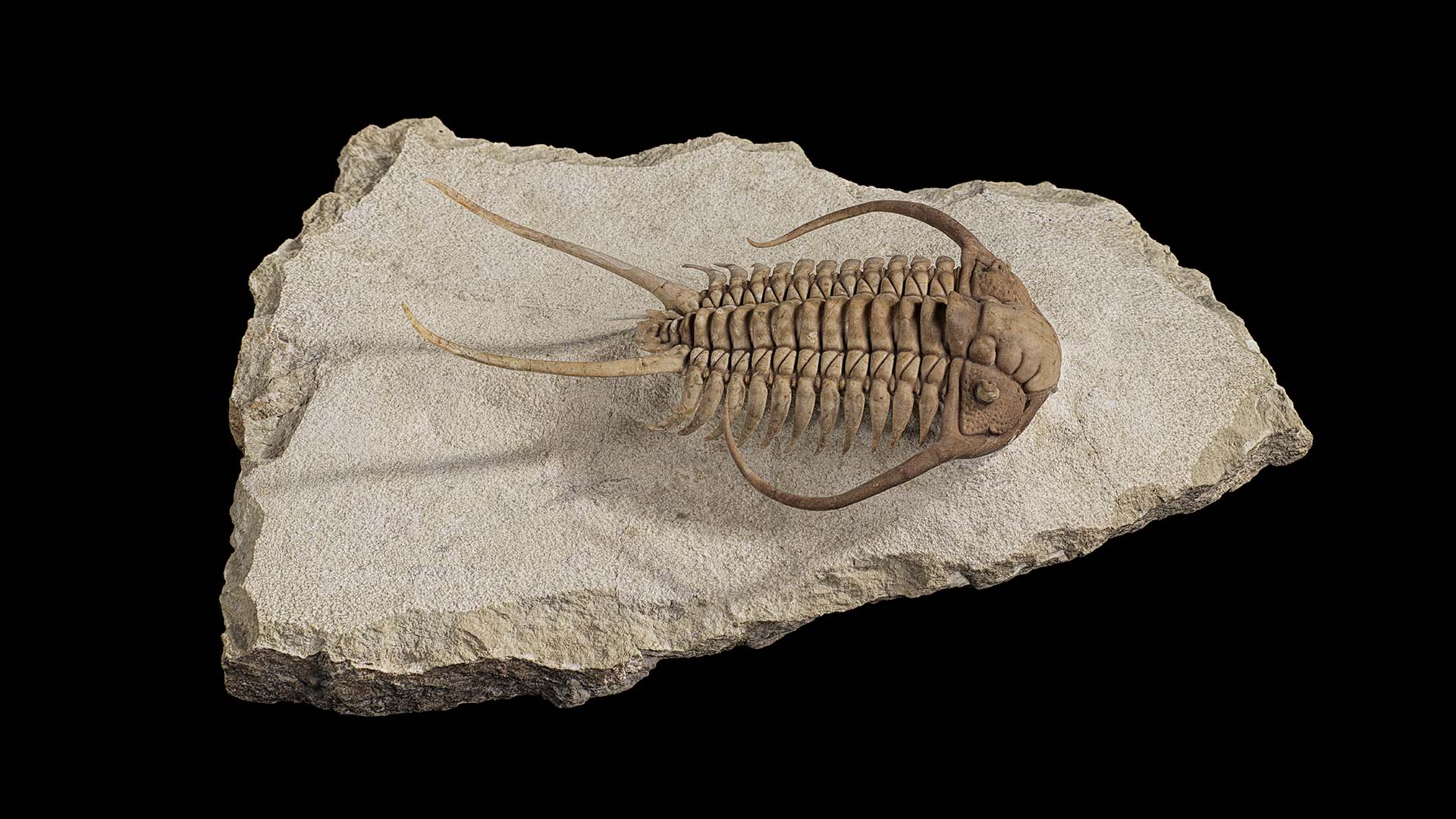 Un trilobite présenté dans la galerie Willner Madge, L'aube de la vie