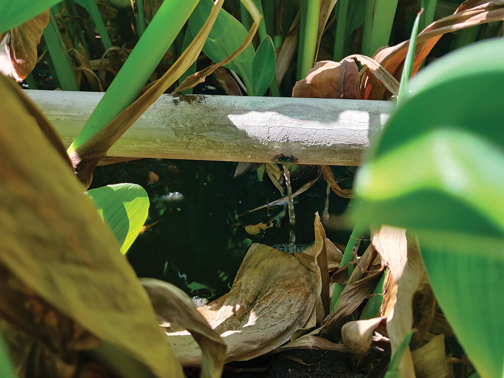 Effluent dripping into bio-remediation system.