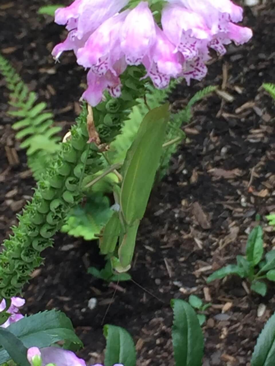 Mante européenne sur une plante obéissante.