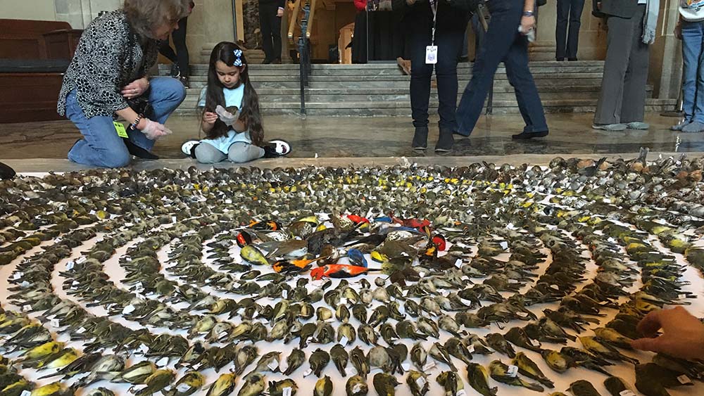 Installation FLAP au ROM pour attirer l'attention sur la mortalité des oiseaux en milieu urbain.