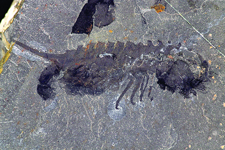 Spécimen fossile de habelia optata
